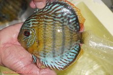 画像1: 【ワイルドディスカス】【通販】【今シーズン超希少種】アッパーテフェロイヤルグリーン【個体販売】14-16cm（生体）アッパーテフェ産 (1)