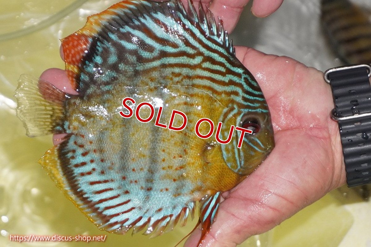 画像2: 【決算セール対象個体】【ワイルドディスカス】【通販】【今シーズン超希少種】アッパーテフェロイヤルグリーン【個体販売】14-16cm（生体）アッパーテフェ産 (2)