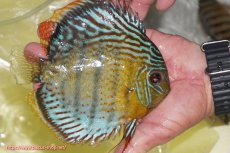 画像2: 【ワイルドディスカス】【通販】【今シーズン超希少種】アッパーテフェロイヤルグリーン【個体販売】14-16cm（生体）アッパーテフェ産 (2)