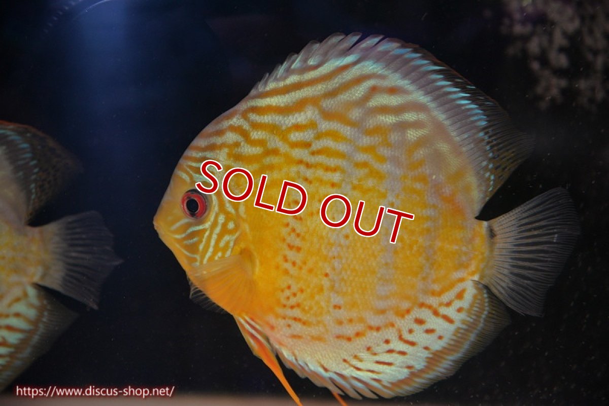 画像1: 【ワイルドディスカス】【通販】【今シーズン超希少種】アッパーテフェロイヤルグリーン【個体販売】14-16cm（生体）アッパーテフェ産 (1)