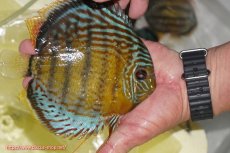 画像2: 【ワイルドディスカス】【通販】【今シーズン超希少種】アッパーテフェロイヤルグリーン【個体販売】14-16cm（生体）アッパーテフェ産 (2)