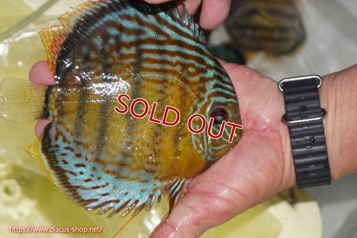 画像3: 【ワイルドディスカス】【通販】【今シーズン超希少種】アッパーテフェロイヤルグリーン【個体販売】14-16cm（生体）アッパーテフェ産 (3)