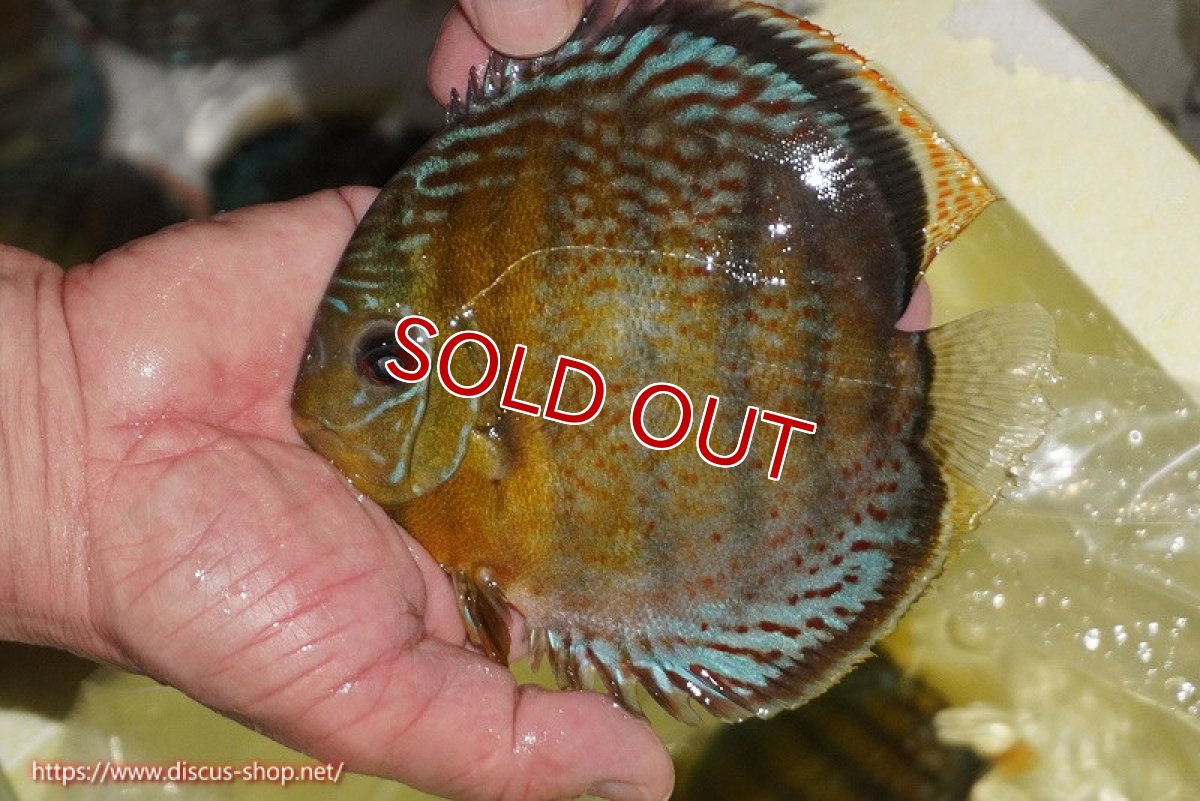 画像1: 【ワイルドディスカス】【通販】【今シーズン超希少種】アッパーテフェロイヤルグリーン【個体販売】14-16cm（生体）アッパーテフェ産 (1)