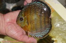 画像1: 【ワイルドディスカス】【通販】【今シーズン超希少種】アッパーテフェロイヤルグリーン【個体販売】14-16cm（生体）アッパーテフェ産 (1)