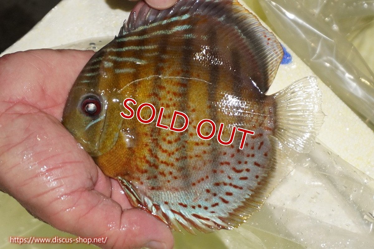 画像1: 【ワイルドディスカス】【通販】【今シーズン超希少種】アッパーテフェロイヤルグリーン【個体販売】14-16cm（生体）アッパーテフェ産 (1)