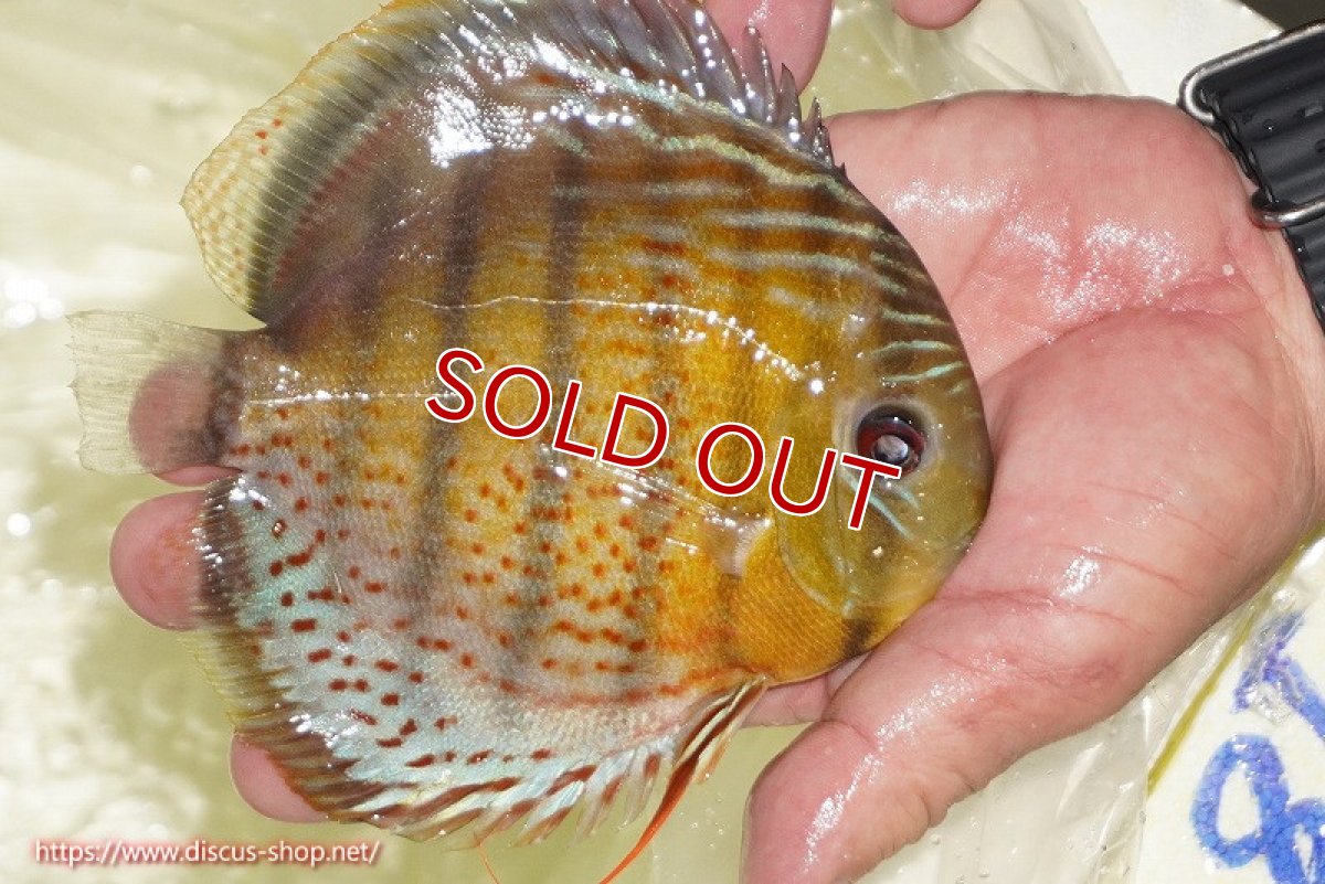 画像2: 【ワイルドディスカス】【通販】【今シーズン超希少種】アッパーテフェロイヤルグリーン【個体販売】14-16cm（生体）アッパーテフェ産 (2)