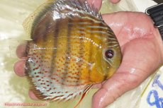 画像3: 【決算セール対象個体】【ワイルドディスカス】【通販】【今シーズン超希少種】アッパーテフェロイヤルグリーン【個体販売】14-16cm（生体）アッパーテフェ産 (3)