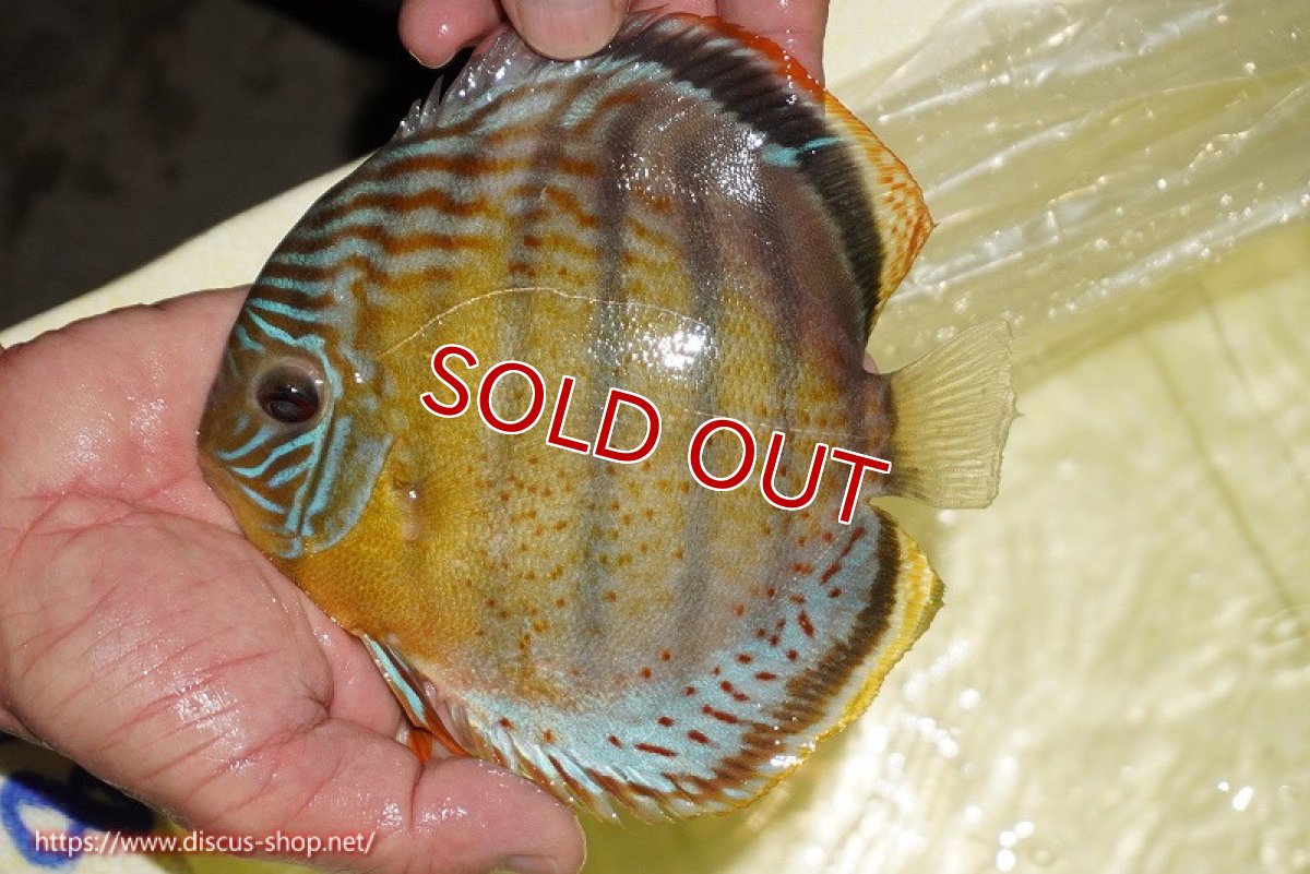 画像1: 【ワイルドディスカス】【通販】【今シーズン超希少種】アッパーテフェロイヤルグリーン【個体販売】14-16cm（生体）アッパーテフェ産 (1)