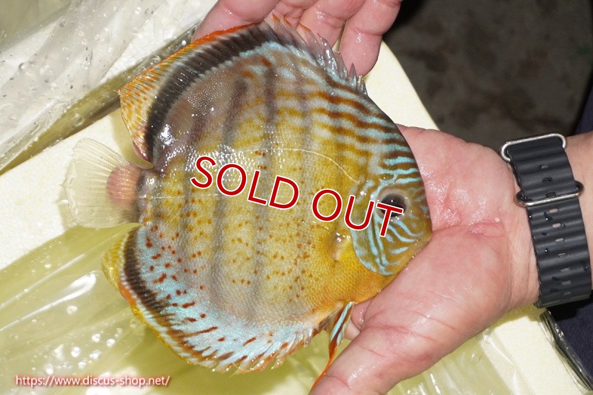 画像2: 【ワイルドディスカス】【通販】【今シーズン超希少種】アッパーテフェロイヤルグリーン【個体販売】14-16cm（生体）アッパーテフェ産 (2)