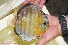 画像2: 【ワイルドディスカス】【通販】【今シーズン超希少種】アッパーテフェロイヤルグリーン【個体販売】14-16cm（生体）アッパーテフェ産 (2)