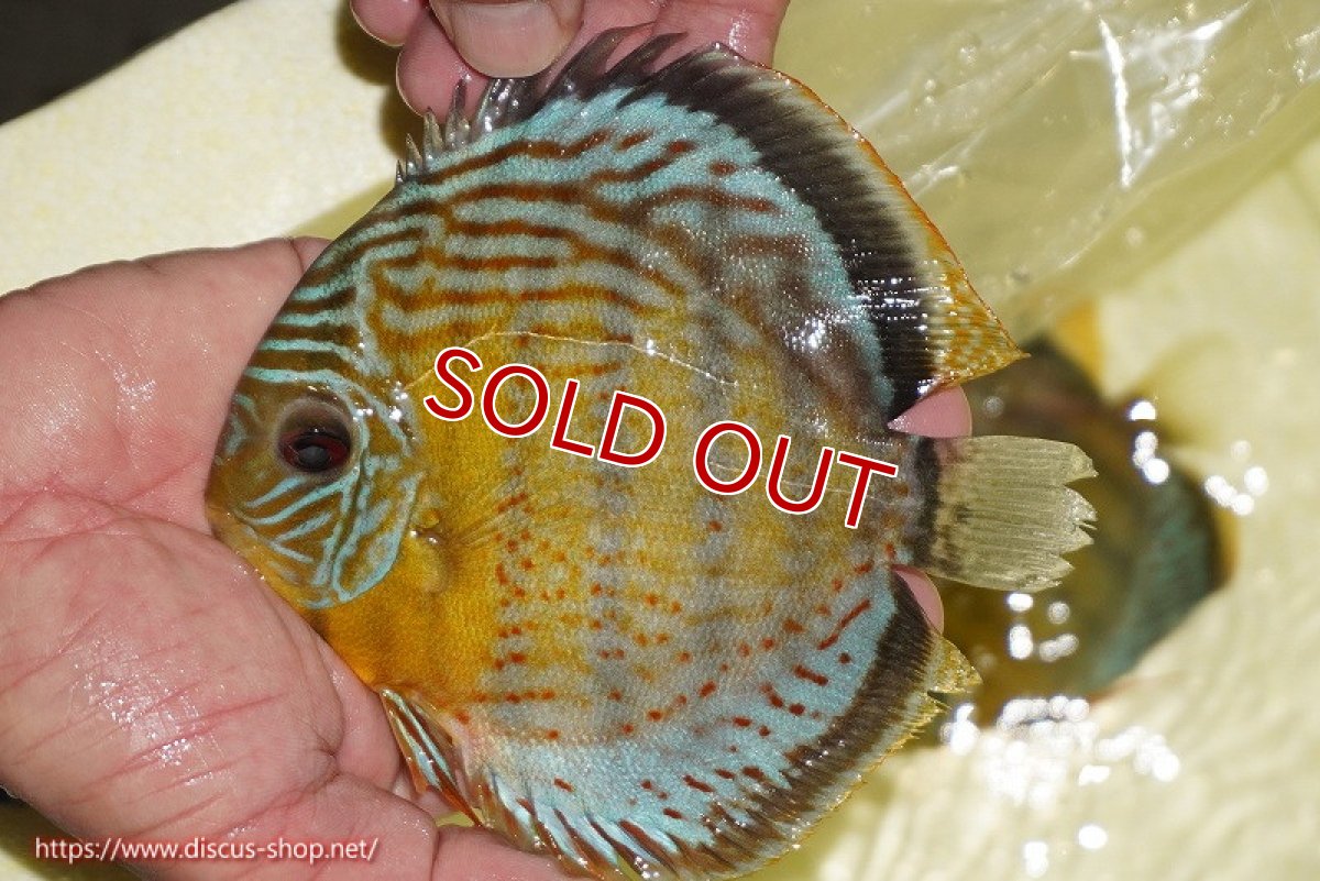 画像1: 【ワイルドディスカス】【通販】【今シーズン超希少種】アッパーテフェロイヤルグリーン【個体販売】14-16cm（生体）アッパーテフェ産 (1)