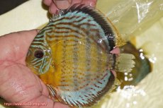 画像1: 【ワイルドディスカス】【通販】【今シーズン超希少種】アッパーテフェロイヤルグリーン【個体販売】14-16cm（生体）アッパーテフェ産 (1)