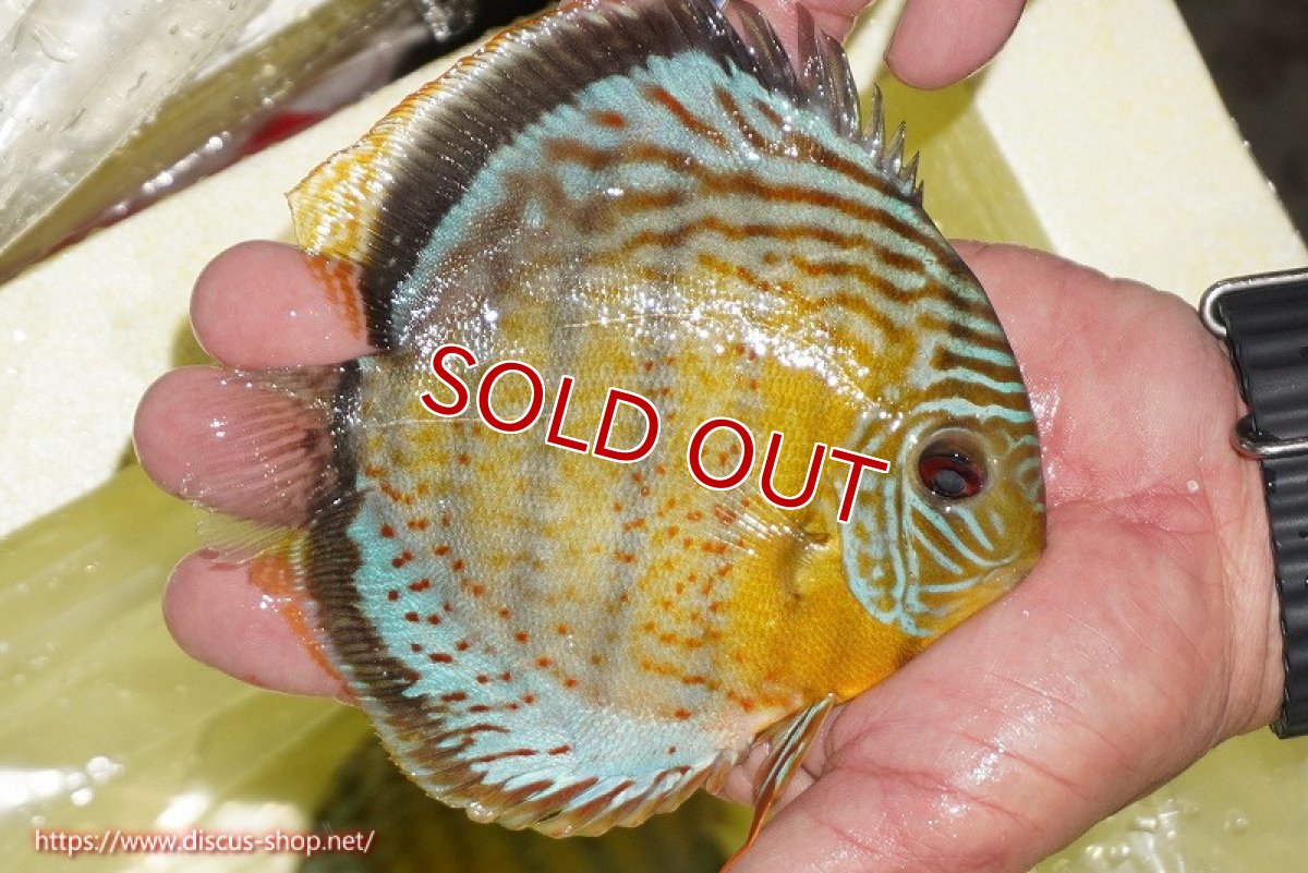 画像3: 【ワイルドディスカス】【通販】【今シーズン超希少種】アッパーテフェロイヤルグリーン【個体販売】14-16cm（生体）アッパーテフェ産 (3)