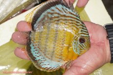 画像3: 【ワイルドディスカス】【通販】【今シーズン超希少種】アッパーテフェロイヤルグリーン【個体販売】14-16cm（生体）アッパーテフェ産 (3)