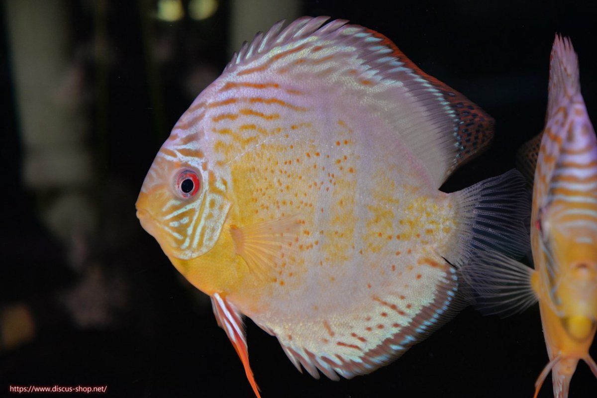 画像1: 【決算セール対象個体】【ワイルドディスカス】【通販】【今シーズン超希少種】アッパーテフェロイヤルグリーン【個体販売】14-16cm（生体）アッパーテフェ産 (1)