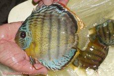 画像1: 【ワイルドディスカス】【通販】【今シーズン超希少種】アッパーテフェロイヤルグリーン【個体販売】14-16cm（生体）アッパーテフェ産 (1)