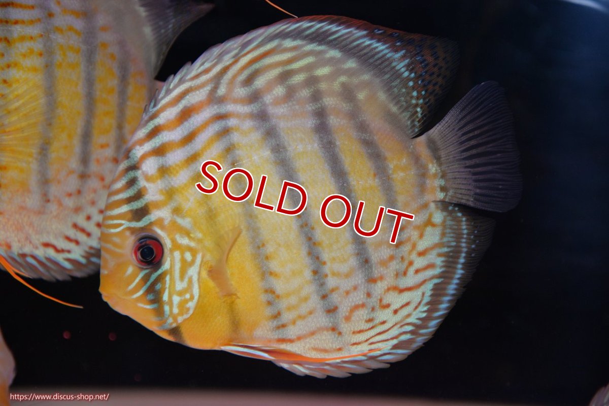 画像1: 【決算セール対象個体】【ワイルドディスカス】【通販】【今シーズン超希少種】アッパーテフェロイヤルグリーン【個体販売】14-16cm（生体）アッパーテフェ産 (1)