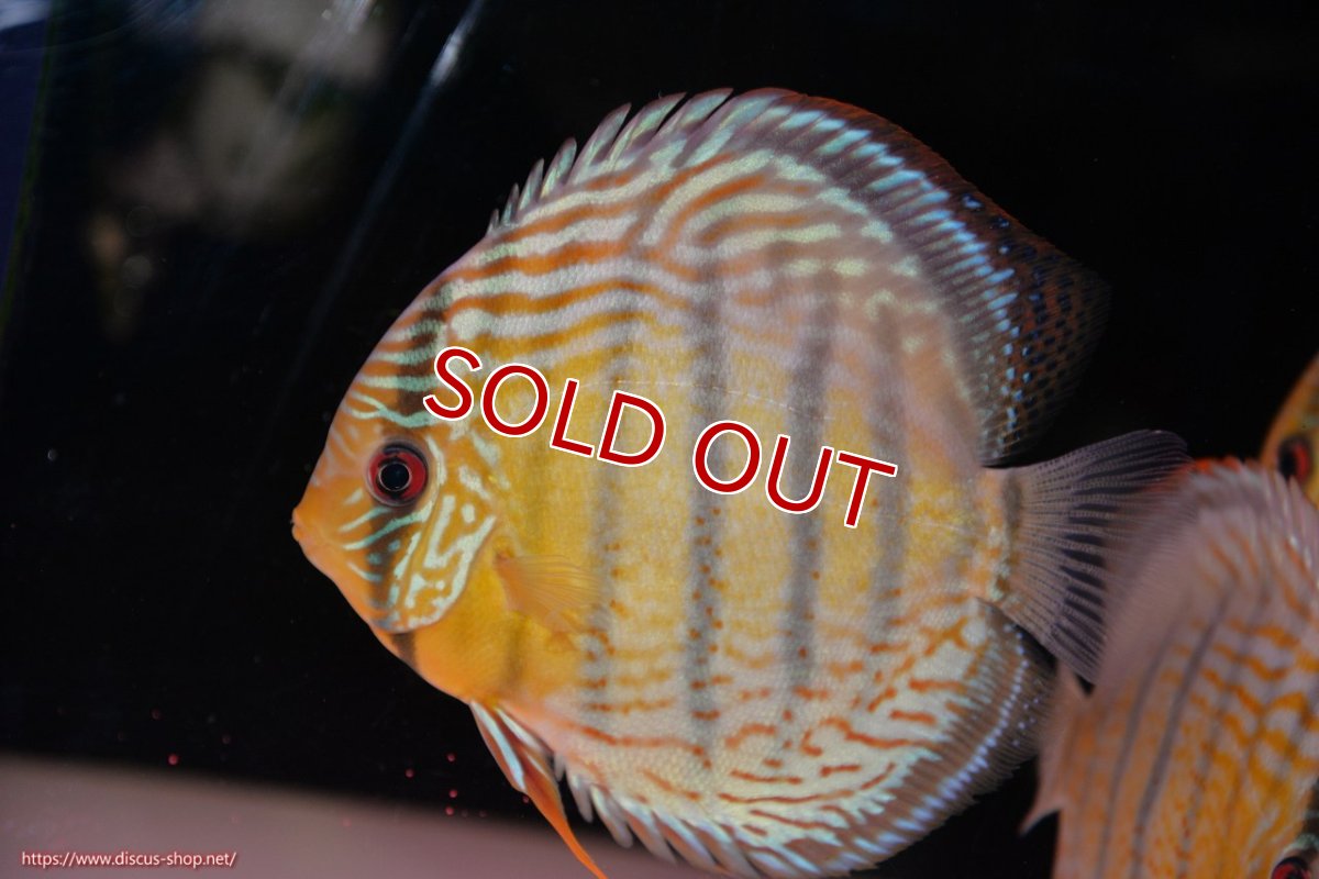 画像2: 【決算セール対象個体】【ワイルドディスカス】【通販】【今シーズン超希少種】アッパーテフェロイヤルグリーン【個体販売】14-16cm（生体）アッパーテフェ産 (2)