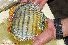 画像2: 【ワイルドディスカス】【通販】【今シーズン超希少種】アッパーテフェロイヤルグリーン【個体販売】14-16cm（生体）アッパーテフェ産 (2)