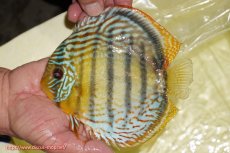 画像3: 【決算セール対象個体】【ワイルドディスカス】【通販】【今シーズン超希少種】アッパーテフェロイヤルグリーン【個体販売】14-16cm（生体）アッパーテフェ産 (3)