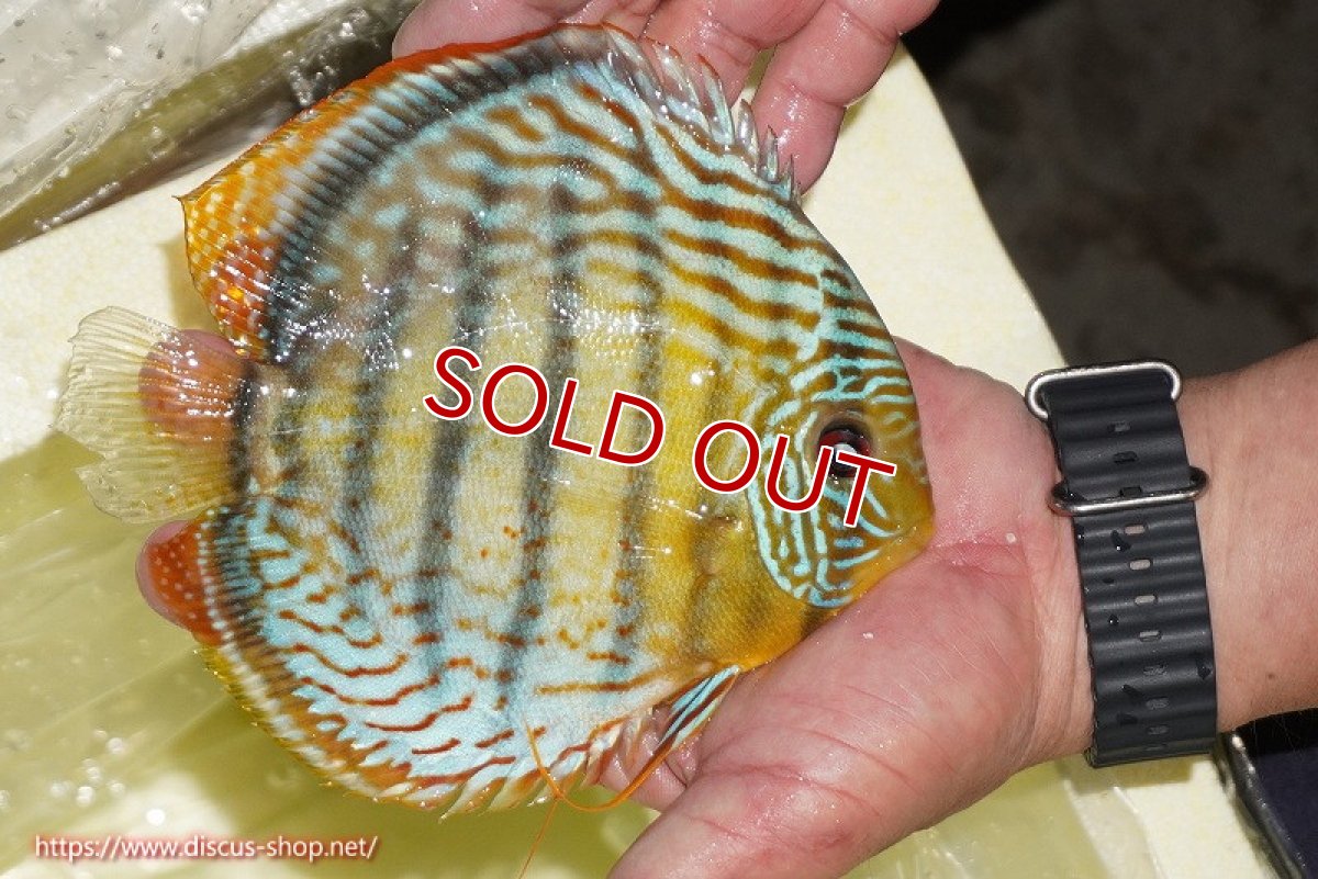 画像4: 【決算セール対象個体】【ワイルドディスカス】【通販】【今シーズン超希少種】アッパーテフェロイヤルグリーン【個体販売】14-16cm（生体）アッパーテフェ産 (4)