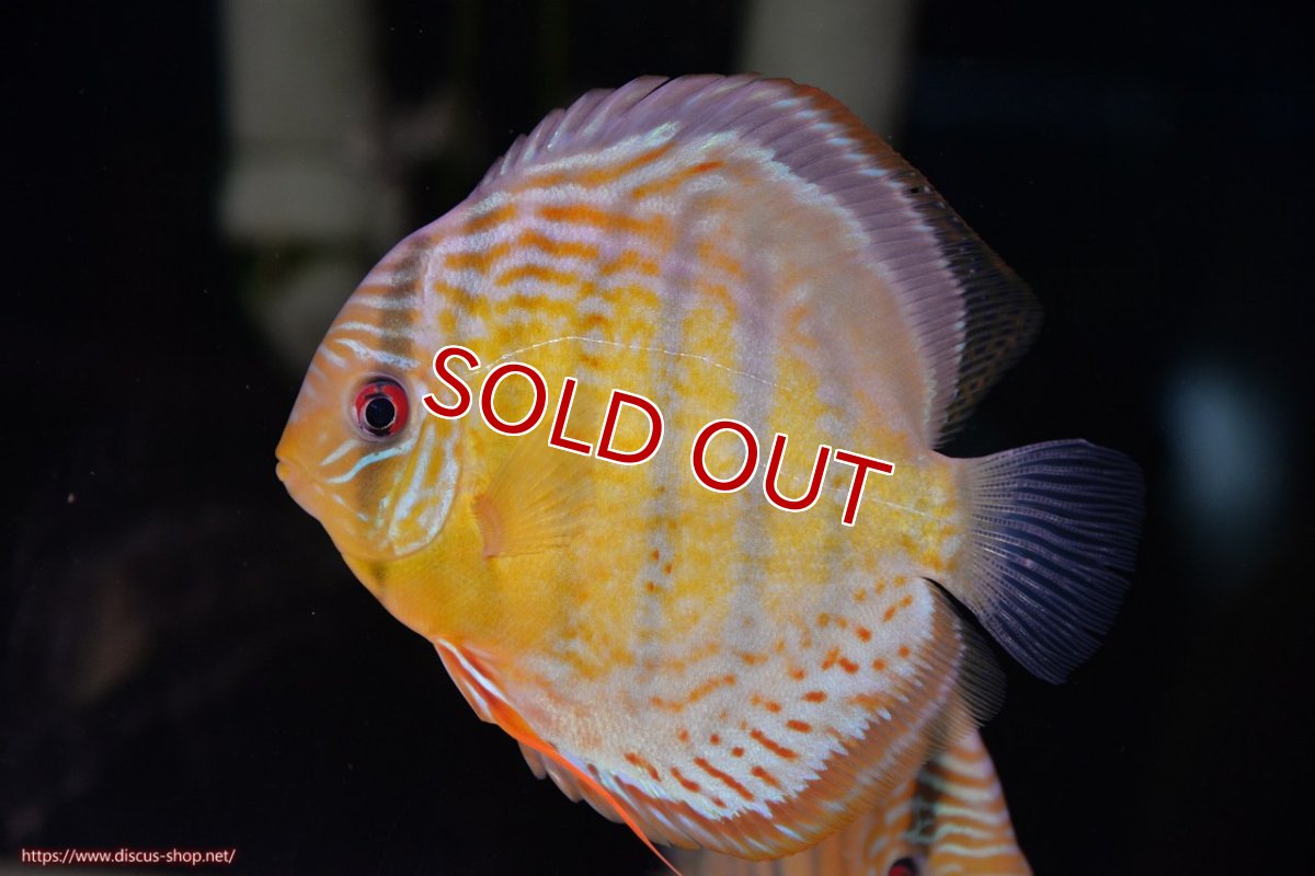 画像1: 【決算セール対象個体】【ワイルドディスカス】【通販】【今シーズン超希少種】アッパーテフェロイヤルグリーン【個体販売】14-16cm（生体）アッパーテフェ産 (1)