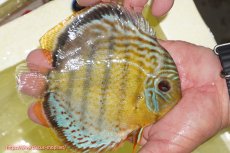 画像2: 【ワイルドディスカス】【通販】【今シーズン超希少種】アッパーテフェロイヤルグリーン【個体販売】14-16cm（生体）アッパーテフェ産 (2)