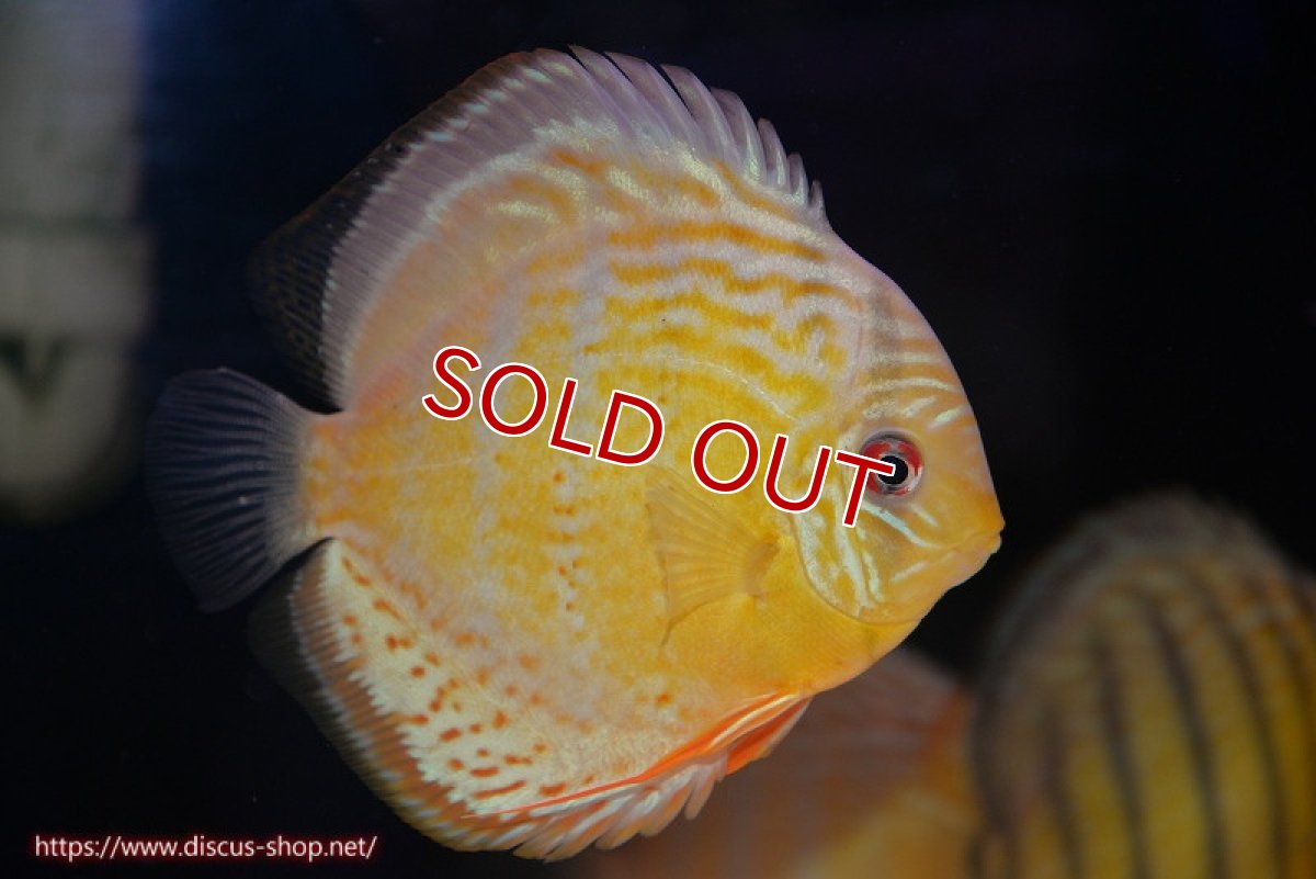 画像3: 【決算セール対象個体】【ワイルドディスカス】【通販】【今シーズン超希少種】アッパーテフェロイヤルグリーン【個体販売】14-16cm（生体）アッパーテフェ産 (3)