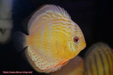 画像3: 【決算セール対象個体】【ワイルドディスカス】【通販】【今シーズン超希少種】アッパーテフェロイヤルグリーン【個体販売】14-16cm（生体）アッパーテフェ産 (3)