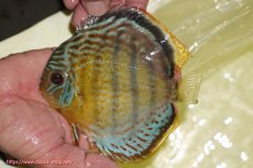 画像4: 【決算セール対象個体】【ワイルドディスカス】【通販】【今シーズン超希少種】アッパーテフェロイヤルグリーン【個体販売】14-16cm（生体）アッパーテフェ産 (4)