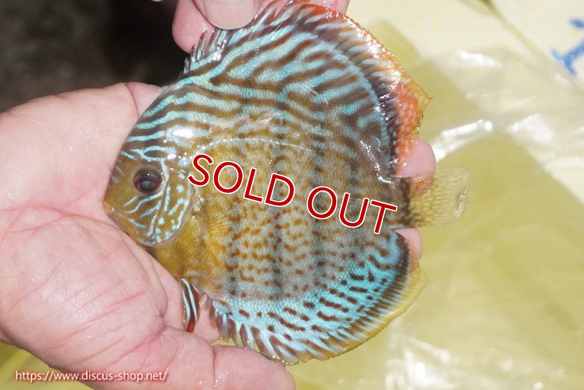 画像1: 【ワイルドディスカス】【通販】【今シーズン超希少種】アッパーテフェ スーパーロイヤルヤングスター【個体販売】１２ー１３cm（生体）アッパーテフェ産 (1)