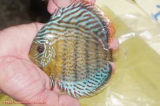 画像1: 【ワイルドディスカス】【通販】【今シーズン超希少種】アッパーテフェ スーパーロイヤルヤングスター【個体販売】１２ー１３cm（生体）アッパーテフェ産 (1)