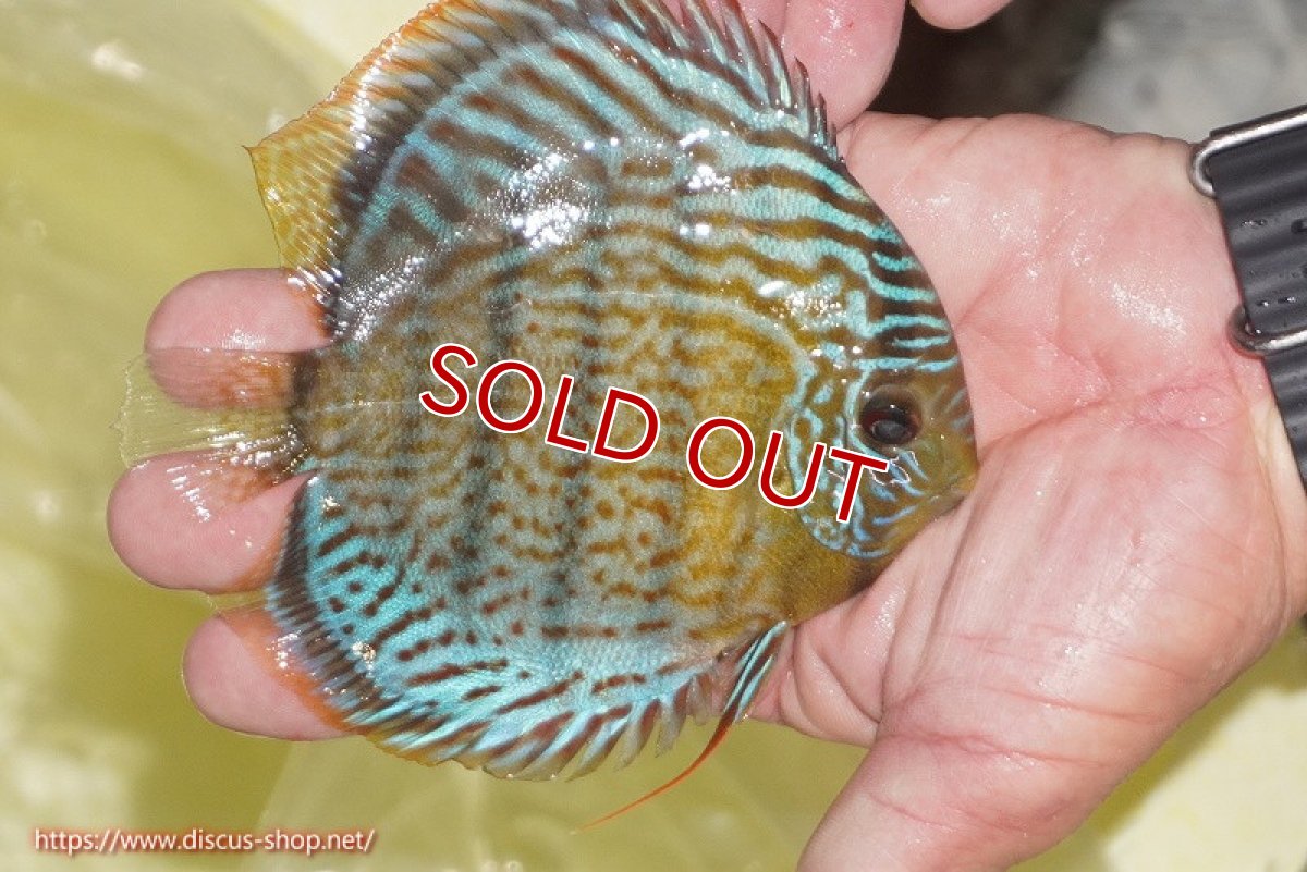 画像3: 【ワイルドディスカス】【通販】【今シーズン超希少種】アッパーテフェ スーパーロイヤルヤングスター【個体販売】12-13cm（生体）アッパーテフェ産 (3)