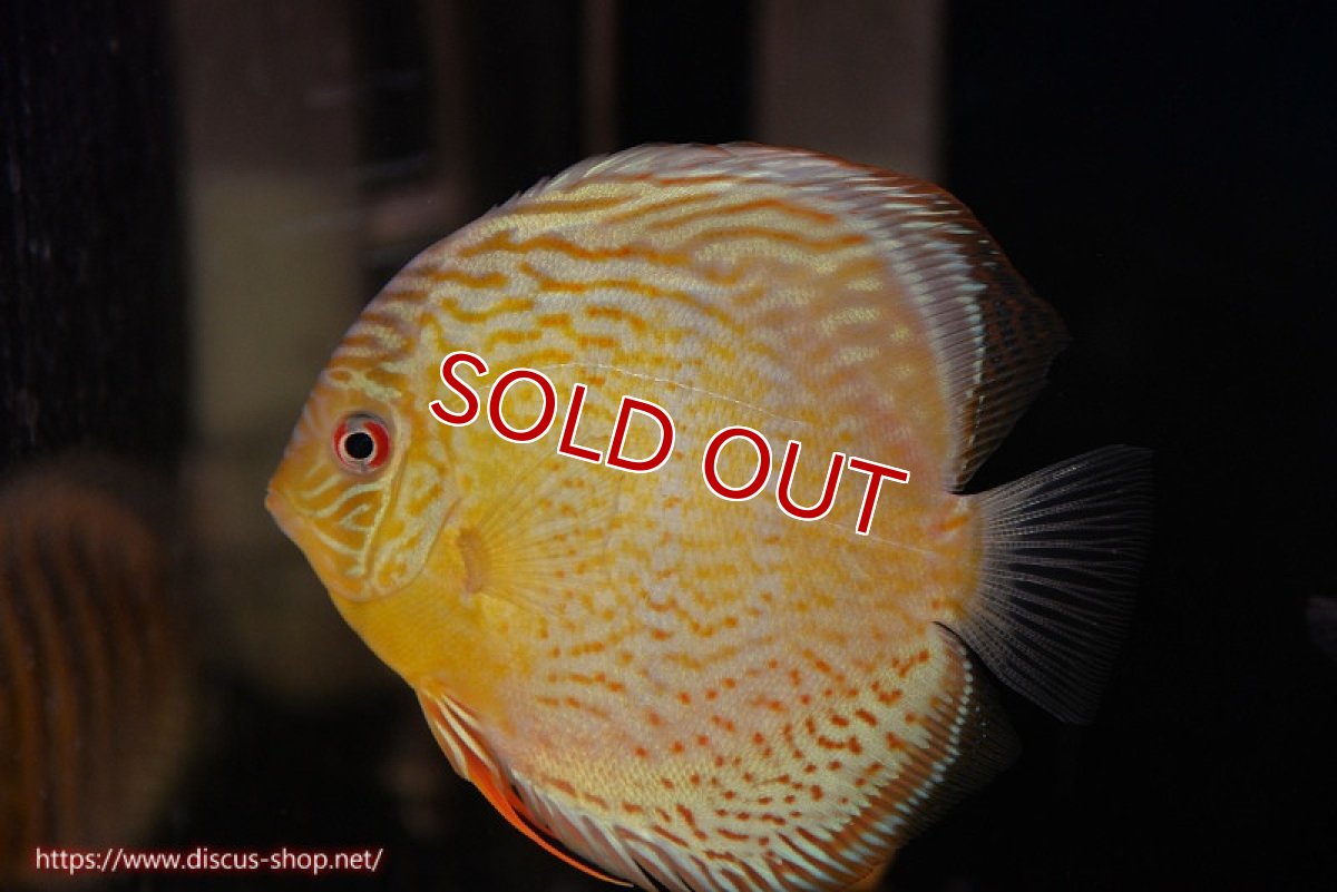 画像1: 【ワイルドディスカス】【通販】【今シーズン超希少種】アッパーテフェ スーパーロイヤルヤングスター【個体販売】12-13cm（生体）アッパーテフェ産 (1)