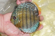 画像1: 【ワイルドディスカス】【通販】【今シーズン超希少種】アッパーテフェ スーパーロイヤルヤングスター【個体販売】１２ー１３cm（生体）アッパーテフェ産 (1)