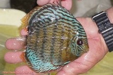 画像2: 【ワイルドディスカス】【通販】【今シーズン超希少種】アッパーテフェ スーパーロイヤルヤングスター【個体販売】１２ー１３cm（生体）アッパーテフェ産 (2)