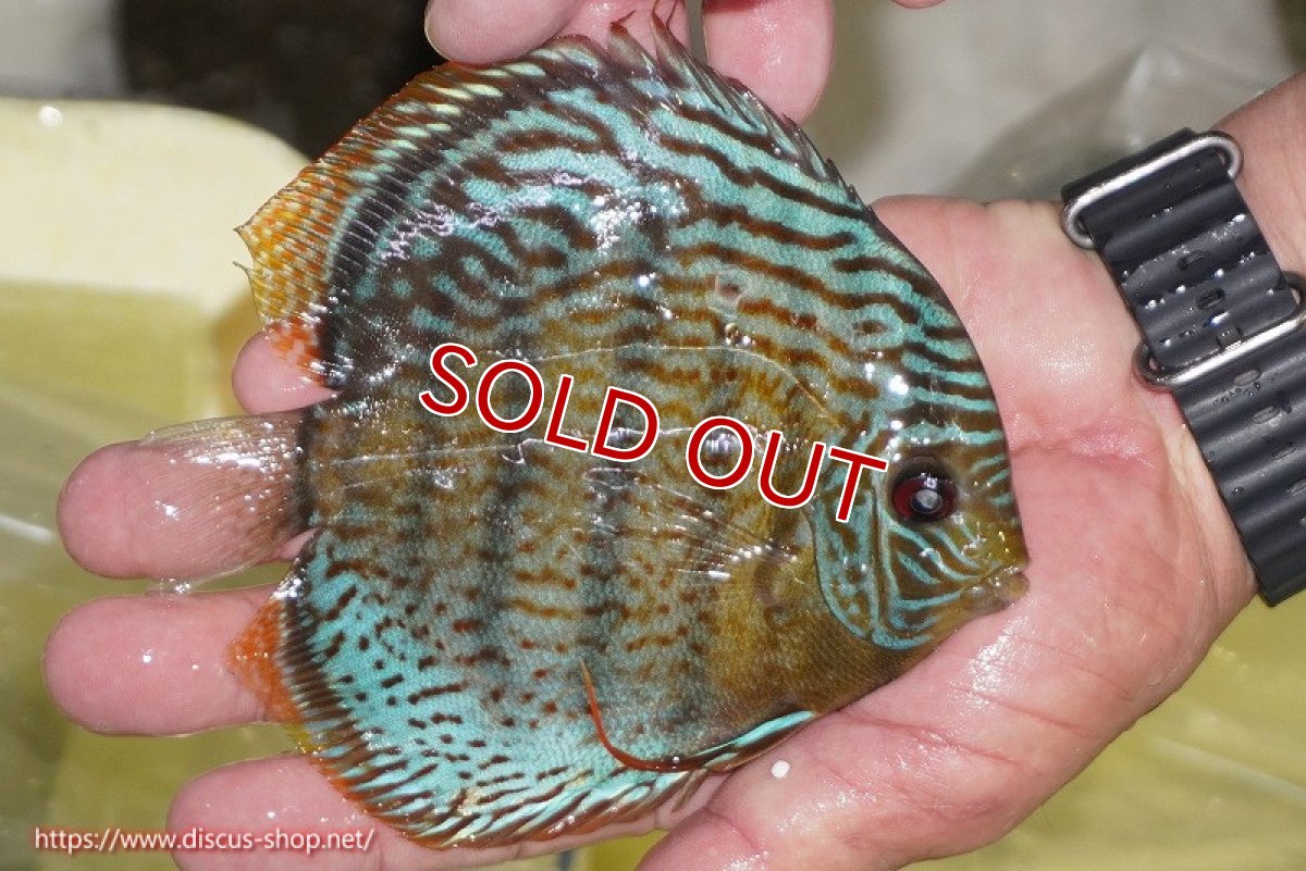 画像3: 【ワイルドディスカス】【通販】【今シーズン超希少種】アッパーテフェ スーパーロイヤルヤングスター【個体販売】12-13cm（生体）アッパーテフェ産 (3)