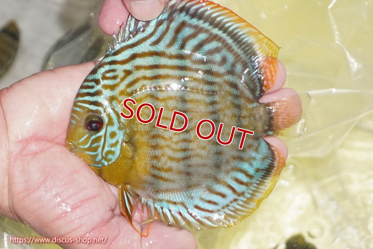 画像1: 【ワイルドディスカス】【通販】【今シーズン超希少種】アッパーテフェ スーパーロイヤルヤングスター【個体販売】１２ー１３cm（生体）アッパーテフェ産 (1)