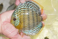 画像1: 【ワイルドディスカス】【通販】【今シーズン超希少種】アッパーテフェ スーパーロイヤルヤングスター【個体販売】１２ー１３cm（生体）アッパーテフェ産 (1)