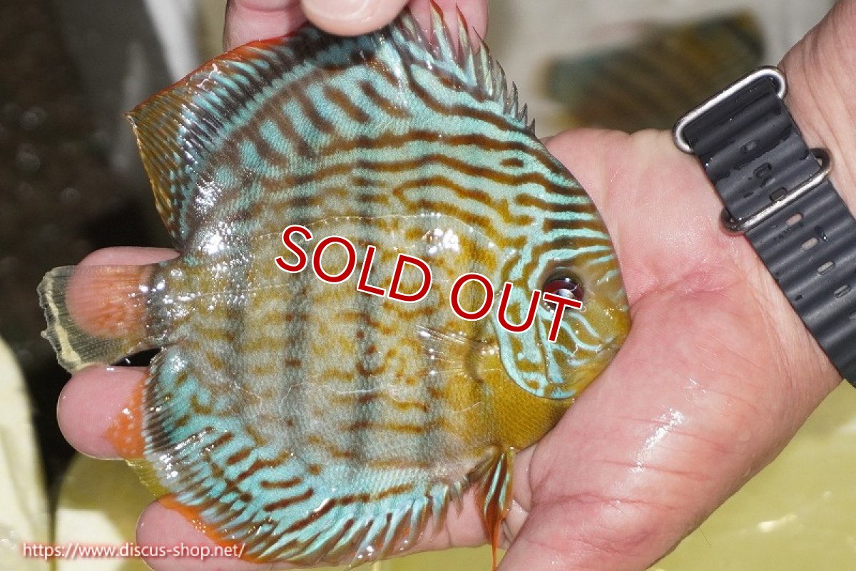 画像2: 【ワイルドディスカス】【通販】【今シーズン超希少種】アッパーテフェ スーパーロイヤルヤングスター【個体販売】１２ー１３cm（生体）アッパーテフェ産 (2)
