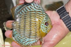 画像2: 【ワイルドディスカス】【通販】【今シーズン超希少種】アッパーテフェ スーパーロイヤルヤングスター【個体販売】１２ー１３cm（生体）アッパーテフェ産 (2)