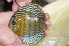 画像1: 【ワイルドディスカス】【通販】【今シーズン超希少種】アッパーテフェ スーパーロイヤルヤングスター【個体販売】１２ー１３cm（生体）アッパーテフェ産 (1)