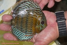 画像2: 【ワイルドディスカス】【通販】【今シーズン超希少種】アッパーテフェ スーパーロイヤルヤングスター【個体販売】１２ー１３cm（生体）アッパーテフェ産 (2)