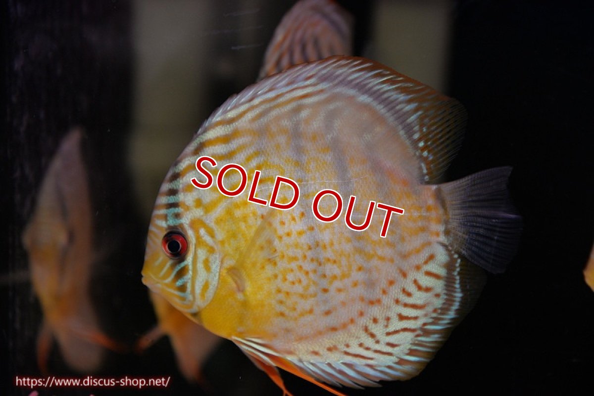 画像1: 【ワイルドディスカス】【通販】【今シーズン超希少種】アッパーテフェ スーパーロイヤルヤングスター【個体販売】12-13cm（生体）アッパーテフェ産 (1)