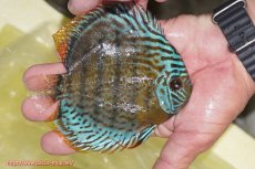 画像2: 【ワイルドディスカス】【通販】【今シーズン超希少種】アッパーテフェ スーパーロイヤルヤングスター【個体販売】１２ー１３cm（生体）アッパーテフェ産 (2)