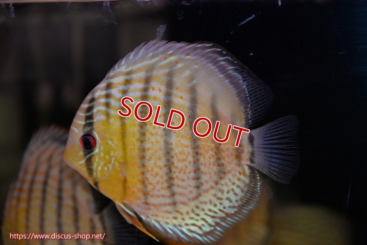 画像1: 【ワイルドディスカス】【通販】【今シーズン超希少種】アッパーテフェ スーパーロイヤルヤングスター【個体販売】12-13cm（生体）アッパーテフェ産 (1)