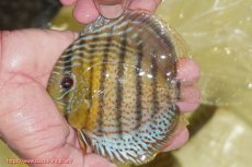 画像1: 【ワイルドディスカス】【通販】【今シーズン超希少種】アッパーテフェ スーパーロイヤルヤングスター【個体販売】１２ー１３cm（生体）アッパーテフェ産 (1)