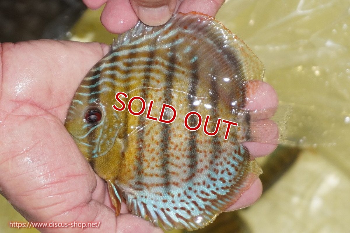画像2: 【ワイルドディスカス】【通販】【今シーズン超希少種】アッパーテフェ スーパーロイヤルヤングスター【個体販売】12-13cm（生体）アッパーテフェ産 (2)
