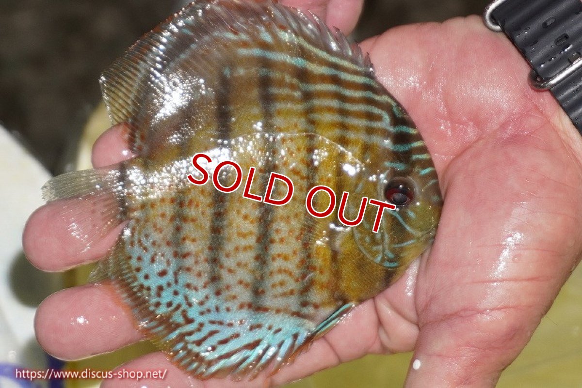 画像3: 【ワイルドディスカス】【通販】【今シーズン超希少種】アッパーテフェ スーパーロイヤルヤングスター【個体販売】12-13cm（生体）アッパーテフェ産 (3)