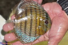 画像3: 【ワイルドディスカス】【通販】【今シーズン超希少種】アッパーテフェ スーパーロイヤルヤングスター【個体販売】12-13cm（生体）アッパーテフェ産 (3)